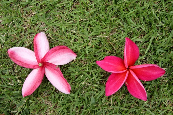Czerwony frangipani na trawy, tył i przód — Zdjęcie stockowe