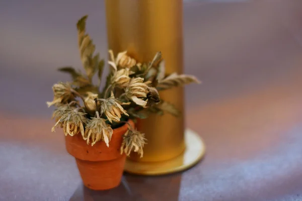 Dry flower, selective focus — Stock Photo, Image