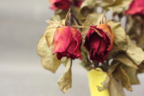 Murchar rosa, morreu rosa Fotografias De Stock Royalty-Free