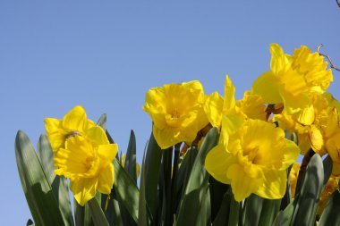 Mavi gökyüzü ile nergis