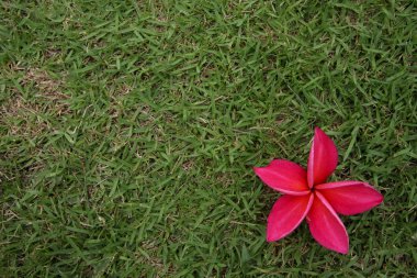 çimenlerin üzerinde kırmızı frangipani