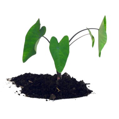 genç bitki, Caladium