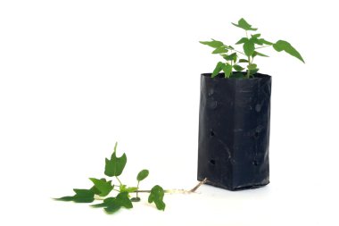 Genç papaya bitki plastik çanta dikim ve katta