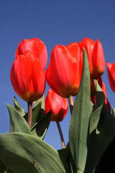 Flor de tulipa vermelha com céu azul — Fotografia de Stock