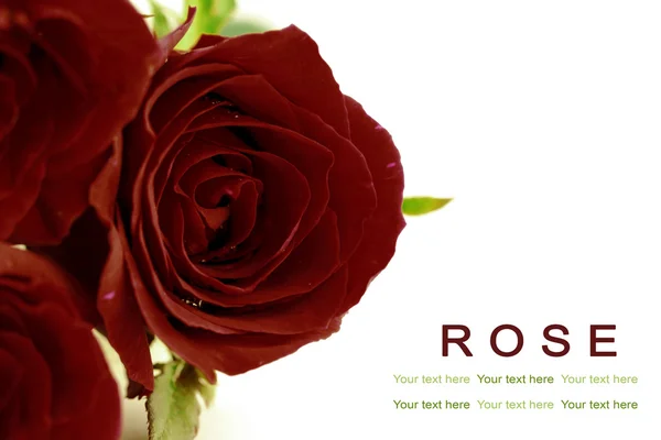 Rosas rojas de terciopelo sobre fondo blanco. Tarjeta de felicitación . — Foto de Stock