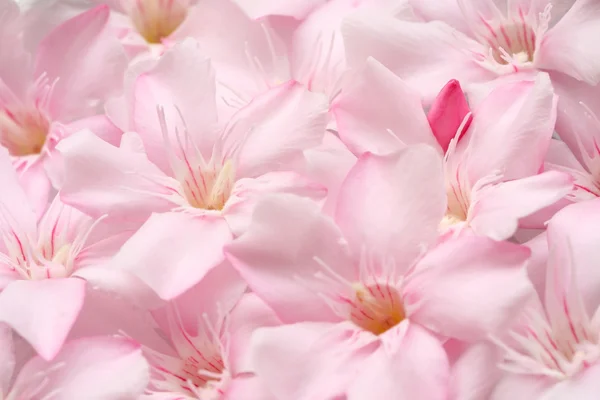 Närbild på rosa oleader blomma som bakgrund — Stockfoto