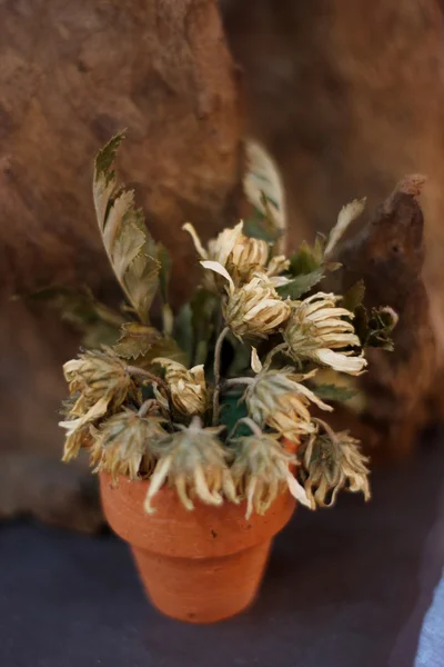 Halott virág, szelektív összpontosít — Stock Fotó