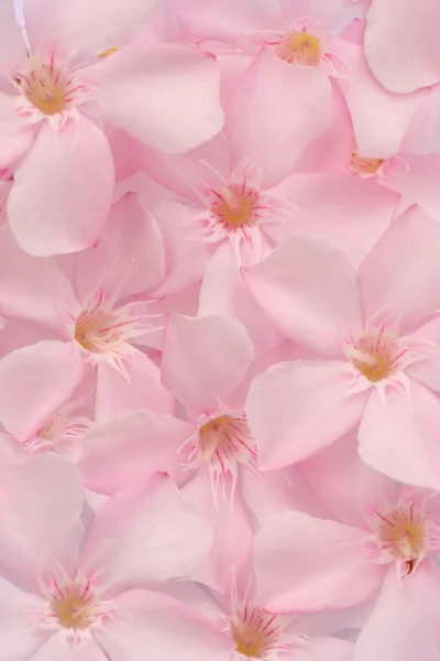 Rosa söt oleander blommor, ovanifrån — Stockfoto