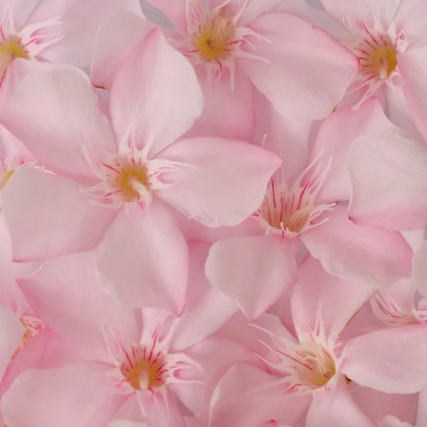 Bakgrund av rosa blommor, söta oleander — Stockfoto