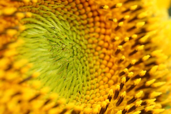 Slunečnice, makro snímek s detail pylu, selektivní zaměření — Stock fotografie
