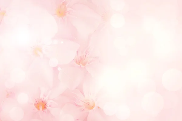 Abstract bokeh and blurred pink flower background — Stock Photo, Image