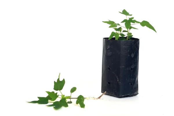 Genç papaya bitki plastik çanta dikim ve katta