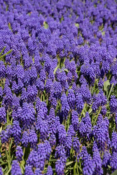 A Bluebells mezőben (fürtös Gyöngyike, Muscari armeniacum) — Stock Fotó