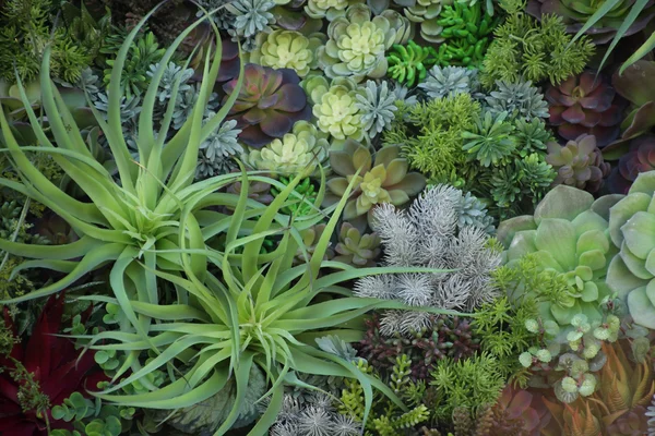 Miniatűr szukkulens növények, kerti, tálca, fullframe — Stock Fotó