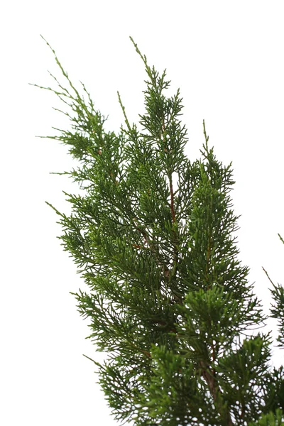 Ramo di pino o abete su sfondo bianco isolato — Foto Stock