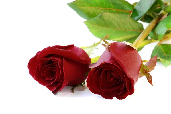 Red roses isolate on white background. — Stock Photo, Image