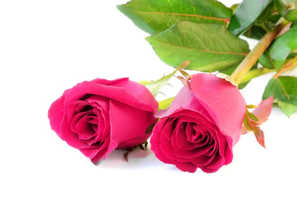 Ροζ τριαντάφυλλα απομονωθεί σε λευκό φόντο. — Φωτογραφία Αρχείου