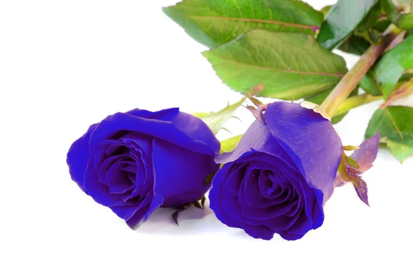 Μπλε τριαντάφυλλα απομονωθεί σε λευκό φόντο. — Φωτογραφία Αρχείου