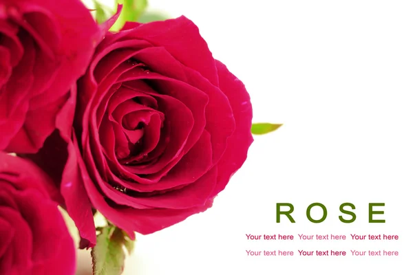 Rosa Rosen auf weißem Hintergrund. Grußkarte. — Stockfoto