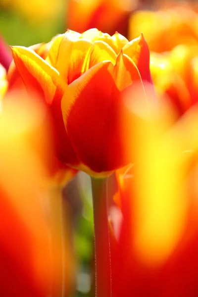 Tulipa laranja e amarela vívida — Fotografia de Stock