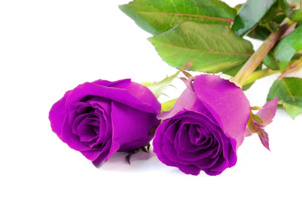 Two violet roses isolate on white background. — Stock Photo, Image