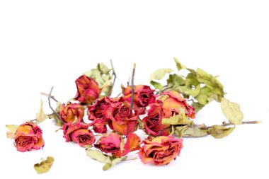 Solmuş güller ve beyaz arka plan üzerinde dağınık yaprakları.