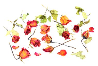 Solmuş güller ve beyaz arka plan üzerinde dağınık yaprakları.