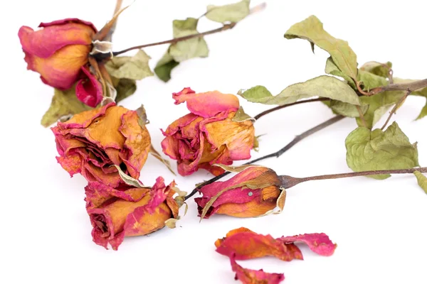 Rosas marchitas y pétalos sobre fondo blanco . —  Fotos de Stock