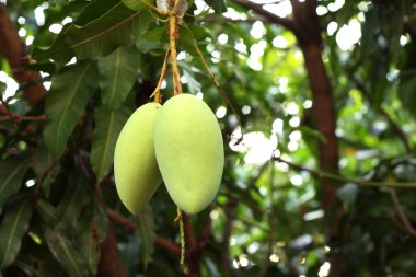 Mango plantasyon içinde bir mango ağacı üzerinde 