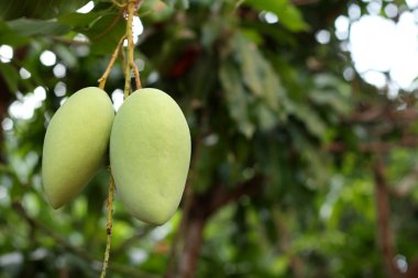 Mango plantasyon içinde bir mango ağacı üzerinde 