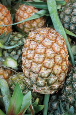 ananas, tropikal meyve