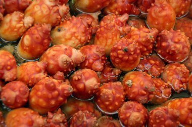 Deniz ananas (deniz squirt) Güney Deniz ürünleri pazarında satışa