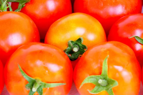 Tomates rojo-anaranjados — Foto de Stock