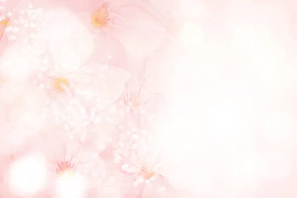 Abstraktes Bokeh und verschwommener rosa Blumenhintergrund — Stockfoto