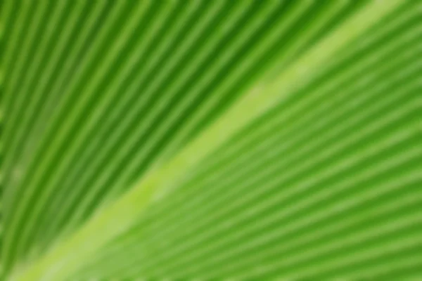 Folha de palmeira desfocada. Contexto abstrato . — Fotografia de Stock