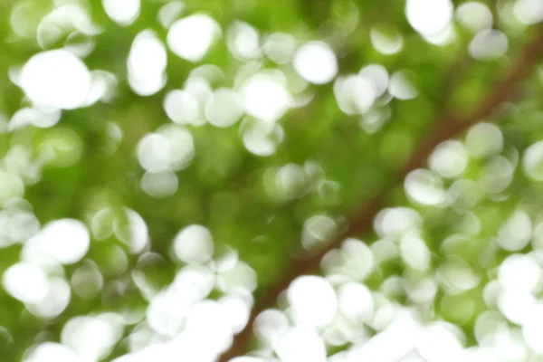 Natural green bokeh, abstract background. — Stock Photo, Image