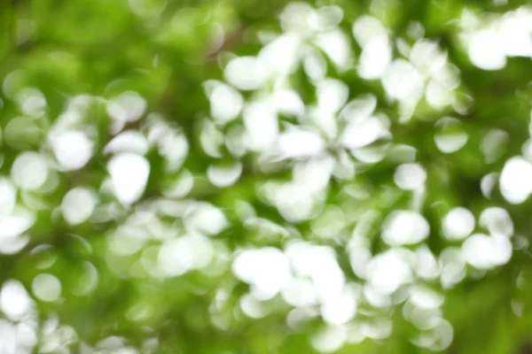 Natural spring bokeh, abstract background. — Stock Photo, Image