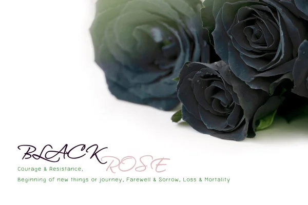 Black roses bouquet with sample text on white background — Stock Photo, Image