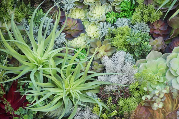 Plantas suculentas en miniatura, jardín en bandeja, marco completo Fotos de stock libres de derechos