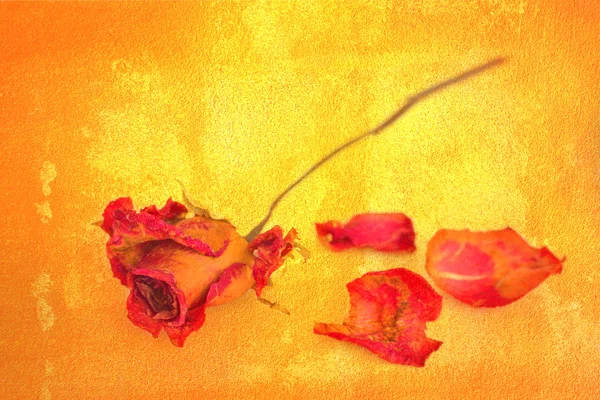 Uma rosa murcha e pétalas em fundo grungy dourado . — Fotografia de Stock