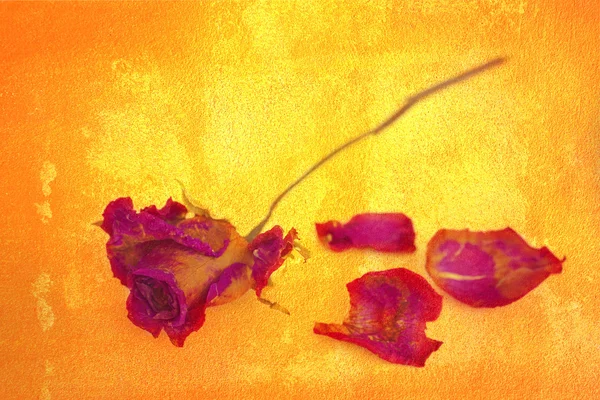 Une rose flétrie et des pétales sur fond grunge doré . — Photo