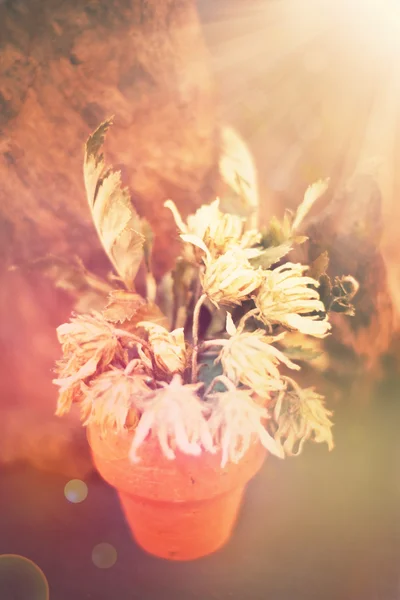 Flor marchita con fondo borroso de madera y luz de bengala . —  Fotos de Stock