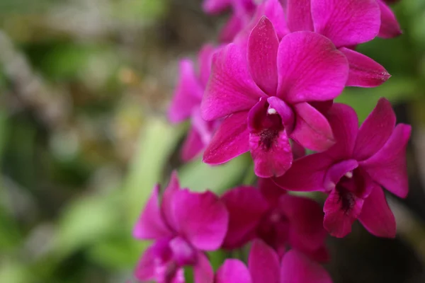 Красива фіолетова орхідея в саду . — стокове фото