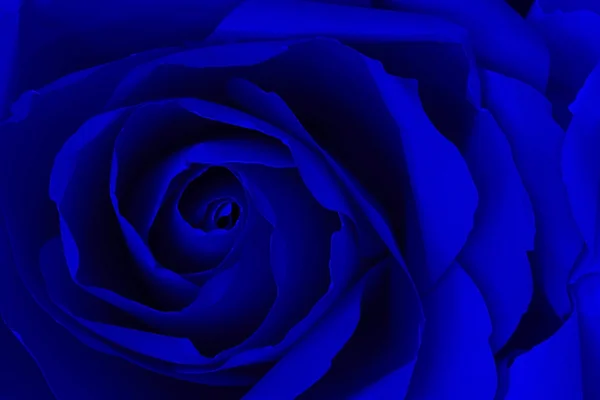 Kağıt, soyut arka plan lacivert gül yapmak yakın çekim