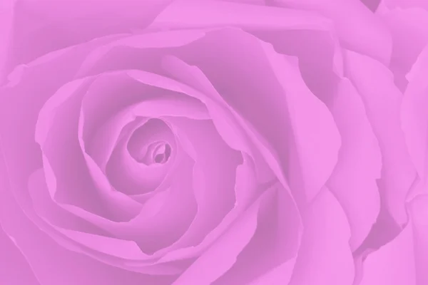 Detailní záběr fialové nebo fialové růže, abstraktní pozadí. — Stock fotografie