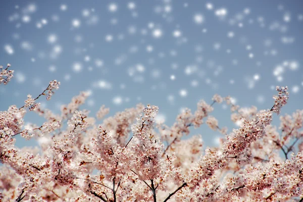 Kersenbloesem en blauwe hemel met sneeuw vallen, geselecteerde focus. — Stockfoto