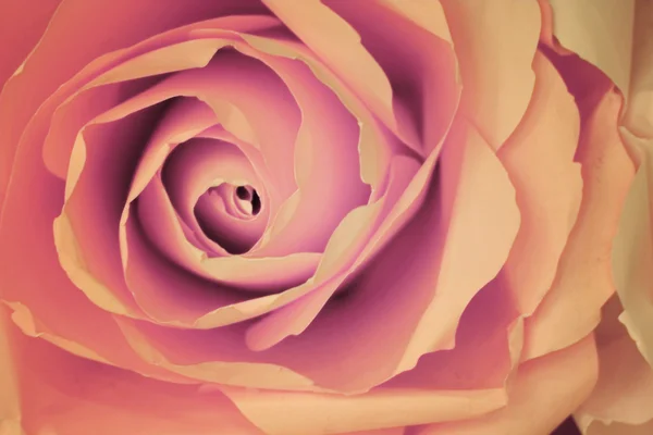 オレンジ色の紙、プロセスから抽象的なピンクのバラの背景を作る — ストック写真