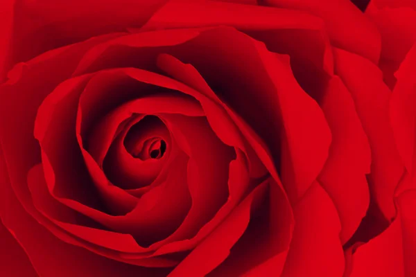 Zblízka červené růže značky z papíru, abstraktní pozadí. — Stock fotografie