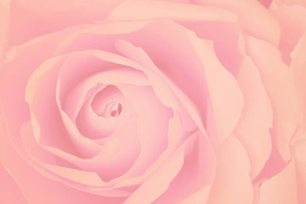Bleke roze roos achtergrond, proces in vintage stijl. — Stockfoto