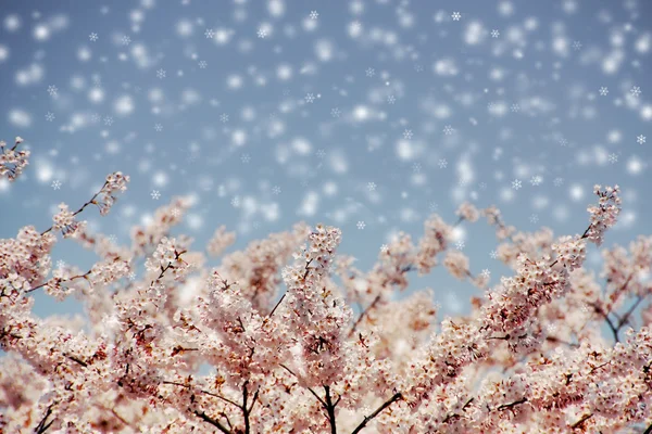 桜の花と雪の落下、選択したフォーカス青空. — ストック写真